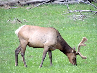 Elk Grazing on Green Grass