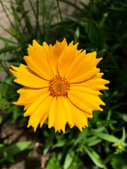 Bright yellow flower in the grass.