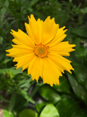 Bright yellow flower in the grass.