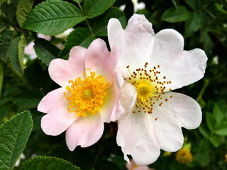 White-pink flowers of wild rose hips.
