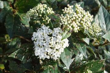 Laurustinus or laurustine (viburnum tinus). An evergreen bush of the moschatel family (Adoxaceae) flowering in late winter. Bergen, Netherlands, February 