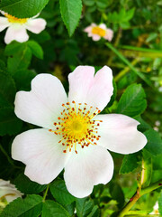 Obraz premium White-pink flowers of wild rose hips. 