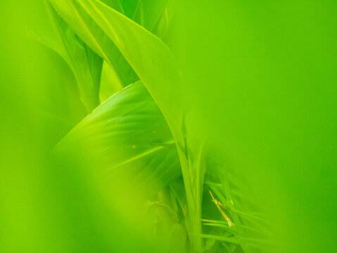 Green Leafy Background