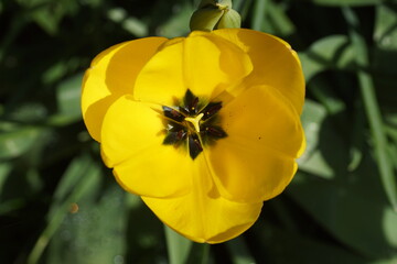 Inside a yellow calyx tulip, with with stamens and pistil. Close up. Bergen, Netherlands, April 