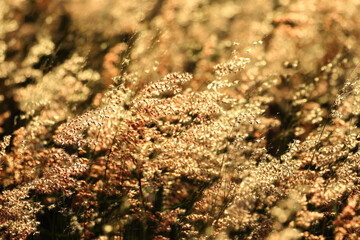 Gold grass flower swaying in the wind