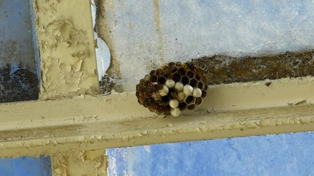 waps nest with several wasp inside a building skylight