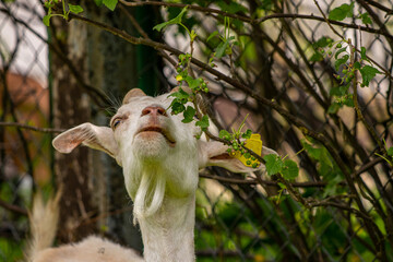 Big domestic white goat eating branches	