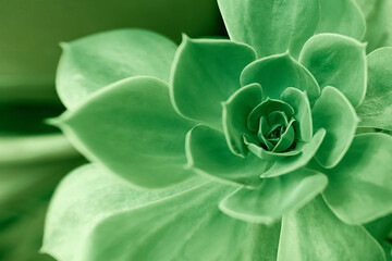 Close up background with beautiful aloe plant.