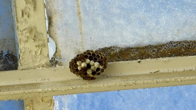 waps nest with several wasp inside a building skylight