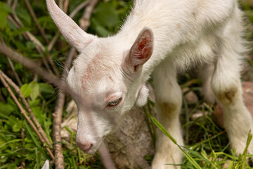 Small white domestic goat grazing	