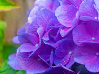 purple flowers in the garden