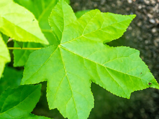 close up of green leaf