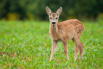 Young roe deer, capreolus capreolus, standing on meadow in summer nature. Baby animal looking to the camera on field. Little fawn watching on grassland.