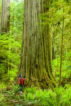 Crescent City, California; Man in red coat looking up at a giant redwood tree.  Redwood trees in the Redwood National and State Parks (RNSP) are old-growth temperate rainforests.