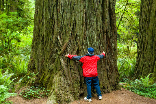 Man In Red Coat Hugging A Giant Redwood Tree. Redwood Trees In The Redwood National And State Parks (RNSP), Located Along The Coast Of Northern California.