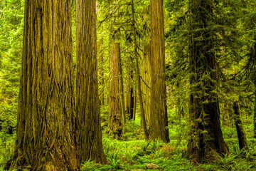 Fototapeta na wymiar Redwood trees in the Redwood National and State Parks (RNSP) are old-growth temperate rainforests located in the United States, along the coast of northern California.