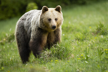 Majestic brown bear, ursus arctos, standing on meadow in summer nature. Magnificent mammal looking on field with blurred background. Wild predator with long fur in wilderness.