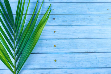Beautiful tropical  palm leaf on color background, top view.