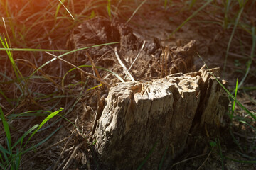 Dry tree stump has a central theme, which looks blended in harmony with the green grass stands...