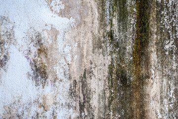 Fototapeta premium Old dirty concrete wall covered with moss mold