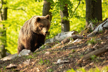 Majestic brown bear, ursus arctos, standing in nature during the summer. Large bear staring in forest with copy space. Wild angry mammal in forest at sunset with space for text.