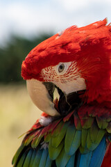 Fototapeta premium Red parrot in green vegetation. Scarlet Macaw, Ara macao, in dark green tropical forest, Costa Rica, Wildlife scene from nature. Red bird in the forest.