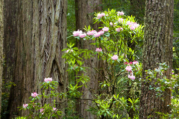 Redwood trees and wild rhododendron flowers  in the Redwood National and State Parks (RNSP), located  along the coast of northern California.