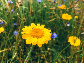 The yellow camomile. Close-up