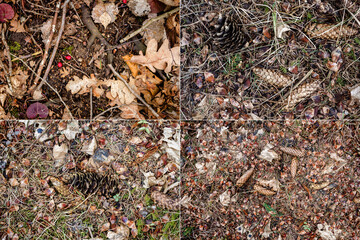 Collection of images with natural pine forest ground