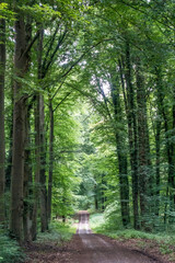 Obraz premium Waldweg