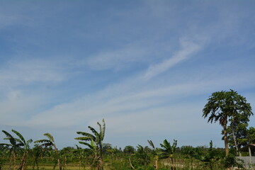 Fototapeta na wymiar fine weather with a breeze, hit the green rice field