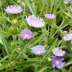 Stokesia laevis 'Blue Star' ou Aster de Stokes aux capitules bleu ciel pourprées autour d'un...