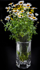 bouquet of chamomile in a glass vase isolated on black
