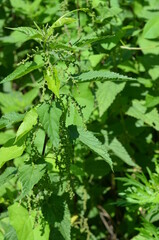 pokrzywa ,naturalna pokrzywa , lecznicza pokrzywa ,zieleń, roślin, feuille, charakter, feuille, jardin, swiezy, gras, pola, jedzenie, tekstura, naturalny, jary, jarzyna, pietruszka, roślin, rolnictwa,