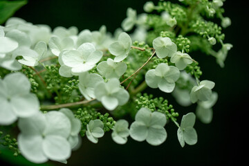 white flowers of a plant