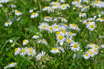 naturalny rumianek ,kwiat rumianku , zieleń, drzew, owoc, jabłek, jedzenie, galąz, charakter, jardin, feuille, swiezy, rolnictwa, zdrowa, jabłek, roślin, feuille, dojrzałe, naturalny, lato, niedojrzał