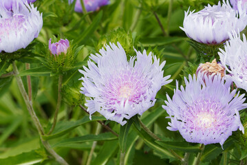 Stokesia laevis 'Blue Star' ou Aster de Stokes aux capitules bleu ciel et mauve autour d'un disque central aux ligules laciniées blanc sur tiges érigées au petites rosettes de feuilles vert foncé