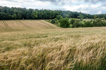 Getreideanbau in Hügellandschaft