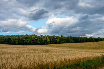 Weizenfeld im Sommer