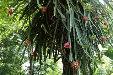 dragon fruit tree and fresh fruit ready to be harvested, good for the concept of agriculture,...