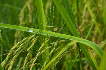 Water droplets on the green rice leaves reflect light, emphasizing the tease with rice plants.