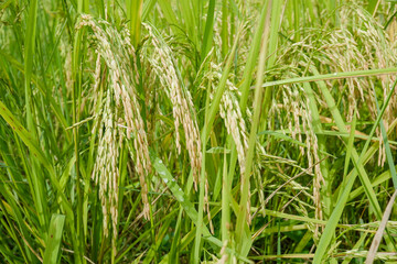 Abundance of rice plants in green rice fields.