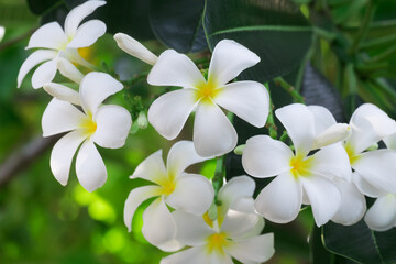 Fototapeta na wymiar White Plumeria flowers in the garden