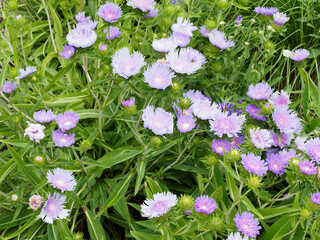 Stokesia laevis 'Blue Star' ou Aster de Stokes aux capitules bleu ciel autour d'un disque central...