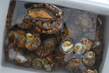 アワビとサザエ