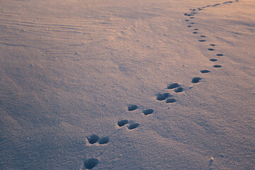 Dog footprints in the glistening snow. The snow glows blue and yellow from the setting sun. Footprints lead from one corner of the frame to another. High quality photo