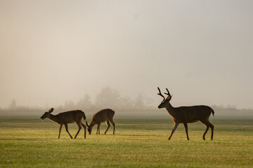 Misty field with deers
