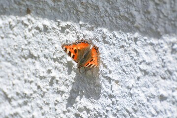 Fototapeta na wymiar small tortoiseshell butterfly (aglais urticae) sunbathing on warm rough white wall