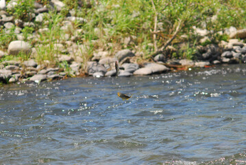 鮎が釣れる瞬間