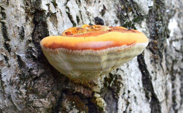 Yellow-orange porous mushroom on a tree trunk.  Selective focus.